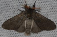 Calliteara pudibunda