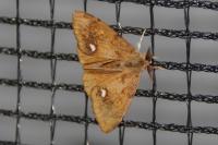 Orgyia antiqua