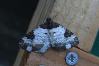 Melanthia procellata