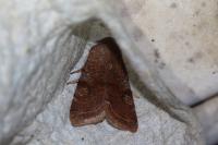 Orthosia incerta