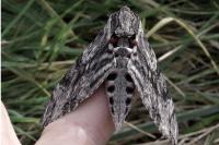 Agrius convolvuli