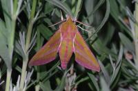 Deilephila elpenor