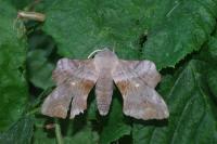 Laothoe populi