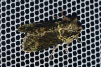Polyploca ridens