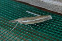 Agriphila tristella
