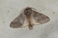 Drymonia ruficornis