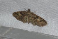 Eupithecia abbreviata