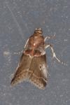 Acrobasis suavella