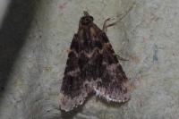 Aglossa caprealis