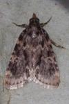 Aglossa caprealis