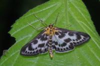 Anania hortulata