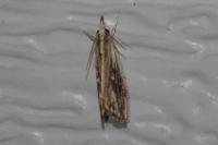 Catoptria verellus
