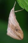 Evergestis forficalis