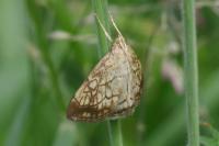 Evergestis pallidata