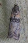 Sciota rhenella
