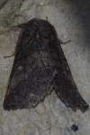 Gluphisia crenata