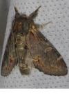 Notodonta dromedarius