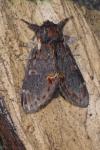 Notodonta dromedarius