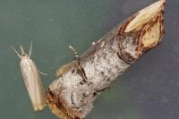 Phalera bucephala