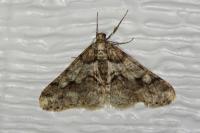 Agriopis leucophaearia