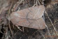 Orthosia cerasi