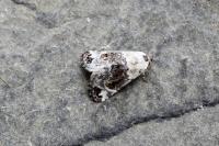 Eublemma scitula