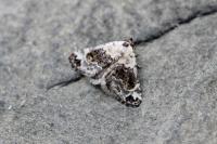 Eublemma scitula