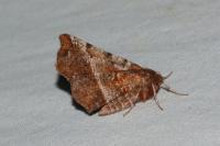 Selenia dentaria