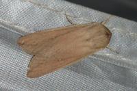 Mythimna unipuncta