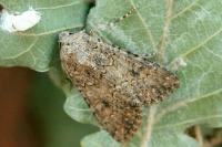 Anarta trifolii