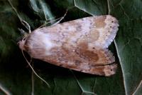 Heliothis nubigera