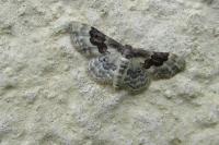 Idaea rusticata