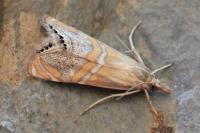 Euchromius bella
