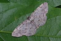 Aethalura punctulata