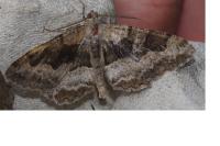 Alcis repandata