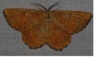 Angerona prunaria