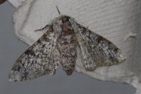 Biston betularia