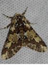 Biston strataria