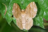 Cepphis advenaria