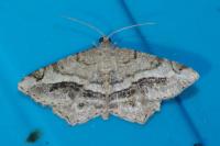 Chiasmia aestimaria