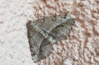 Chiasmia aestimaria