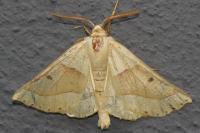 Crocallis elinguaria