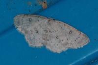 Cyclophora albipunctata