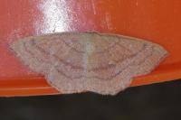 Cyclophora linearia