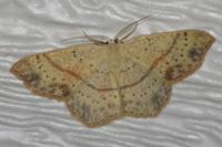 Cyclophora punctaria