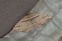 Costaconvexa polygrammata