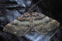 Earophila badiata
