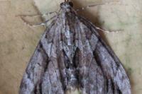 Thera cupressata