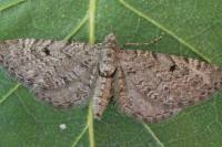 Eupithecia intricata