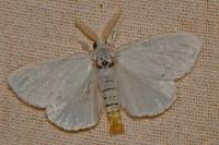 Sphrageidus similis